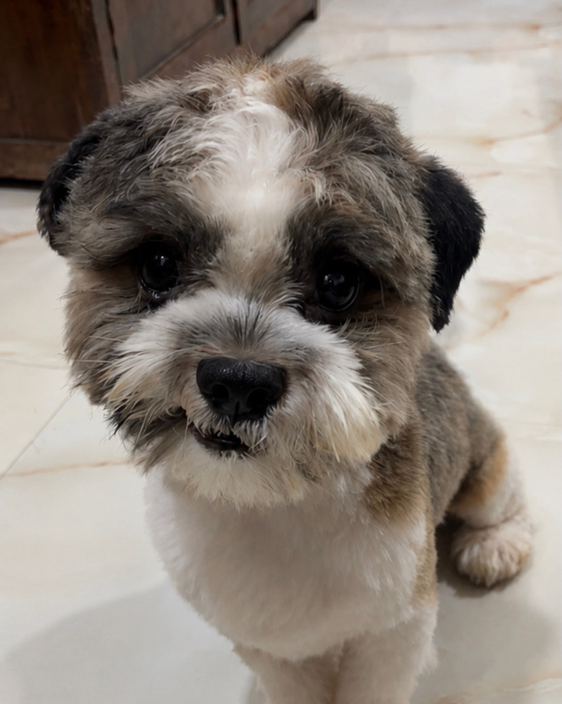 Theo, a Shih Tzu, at home in Mumbai.